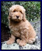 Dargus pups 9 wks old 3 (2)