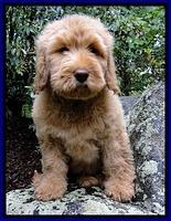 Dargus pups 9 wks old 62