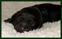 Dargus pups 1 day old 26