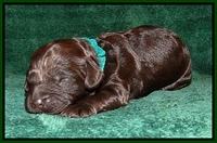 Dargus pups 1 wk old 25