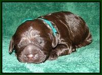 Dargus pups 1 wk old 26