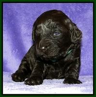 Dargus pups 2 wks old 31
