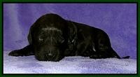Dargus pups 2 wks old 32