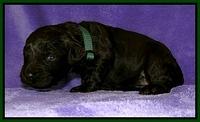 Dargus pups 2 wks old 33