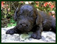 Dargus pups 3 wks old 25