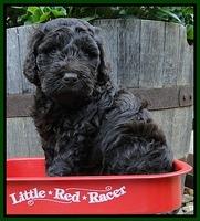 Dargus pups 5 wks old 13