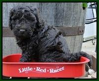 Dargus pups 5 wks old 14