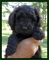 Dargus pups 6 wks old 5