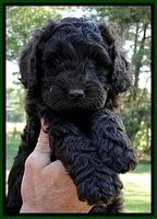 Dargus pups 6 wks old 6