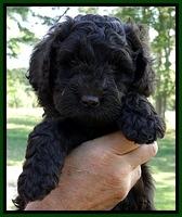 Dargus pups 6 wks old 7