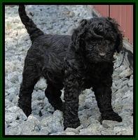 Dargus pups 6.5 wks old 24