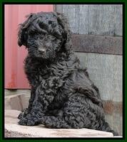 Dargus pups 6.5 wks old 25