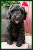 Dargus pups 7 wks old 1