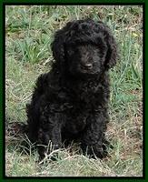 Dargus pups 7.5 wks old 7