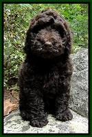 Dargus pups 8 wks old 34