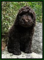 Dargus pups 8 wks old 35