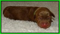 Dargus pups 1 day old 10