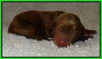 Dargus pups 1 day old 11