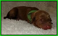Dargus pups 1 day old 12