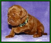 Dargus pups 2 wks old 15