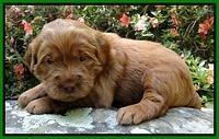 Dargus pups 3 wks old 12