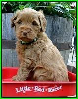 Dargus pups 5 wks old 5