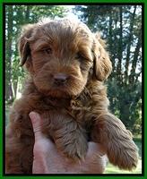 Dargus pups 6 wks old 12