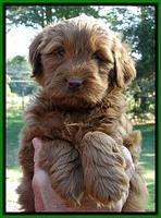Dargus pups 6 wks old 13