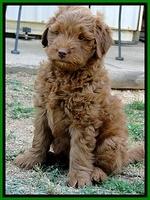 Dargus pups 7 wks old 2 (2)