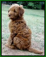 Dargus pups 7.5 wks old 6