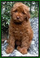 Dargus pups 8 wks old 4
