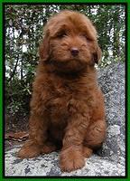 Dargus pups 8 wks old 6