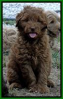 dargus pups 7 wks old 5