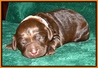 Dargus pups 1 wk old 20