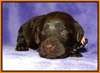 Dargus pups 2 wks old 26