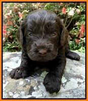 Dargus pups 3 wks old 29