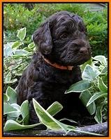 Dargus pups 4 wks old 22