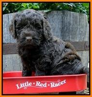 Dargus pups 5 wks old 19