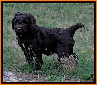 Dargus pups 6.5 wks old 7