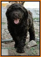 Dargus pups 7 wks old 16