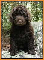 Dargus pups 8 wks old 20