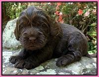 Dargus pups 3 wks old 5