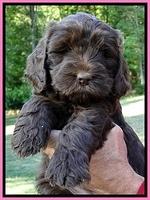 Dargus pups 6 wks old 19