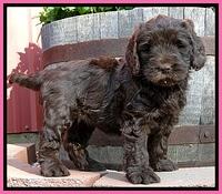 Dargus pups 6 wks old 21