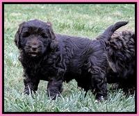 Dargus pups 6.5 wks old 11