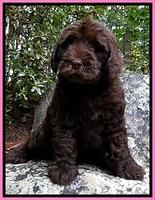 Dargus pups 8 wks old 1