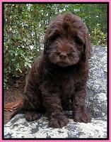 Dargus pups 8 wks old 2