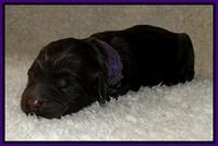 Dargus pups 1 day old 8