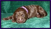 Dargus pups 1 wk old 8