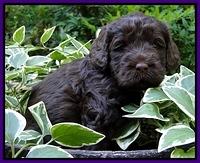 Dargus pups 4 wks old 9